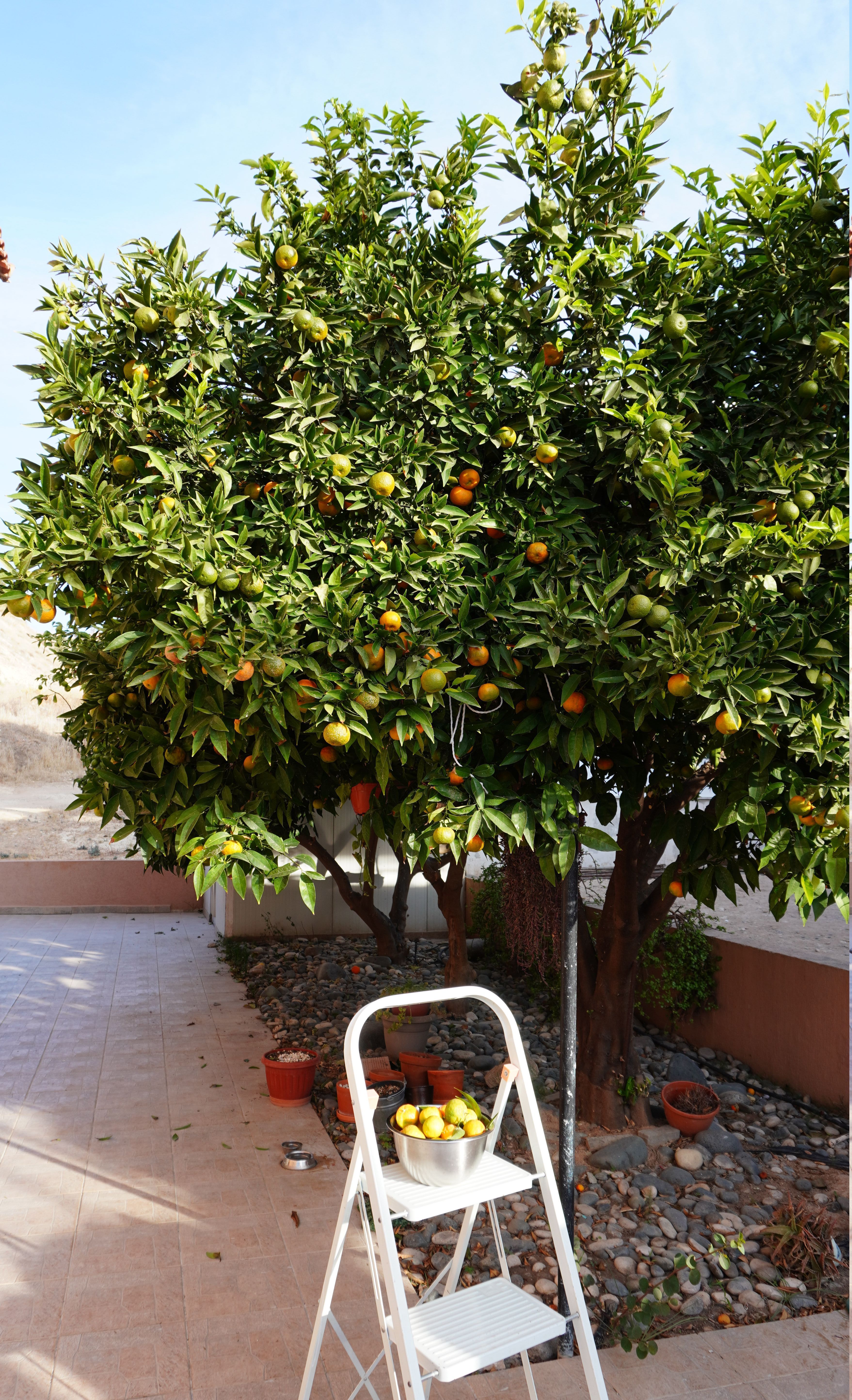 mandarin-1.JPG