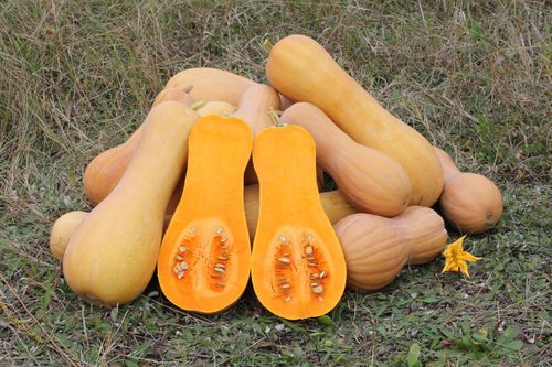 the-butternut-squash-redemption